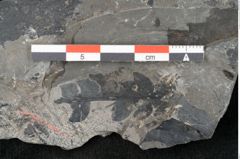 Foto (Detailansicht) von Thinnfeldia lunzensis Ettingshausen (NHMW-GEO-2024-0188-10592)